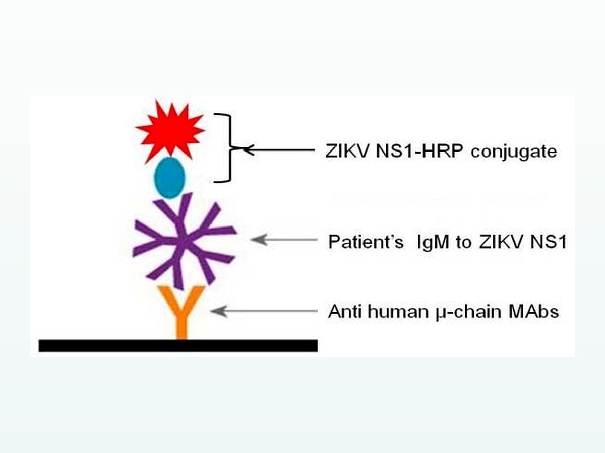 寨卡病毒非结构蛋白1（NS1）重组蛋白 图 4